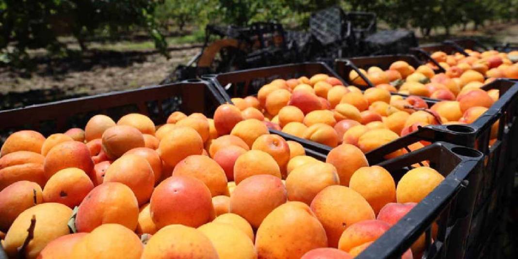 30 dönümden 20 ton rekolte bekleniyor! Bahçede kilosu 60-80 TL 6